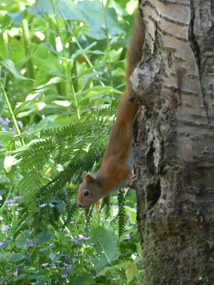 markhows's tweet image. Always a delight to see Red Squirrels when I visit Scotland