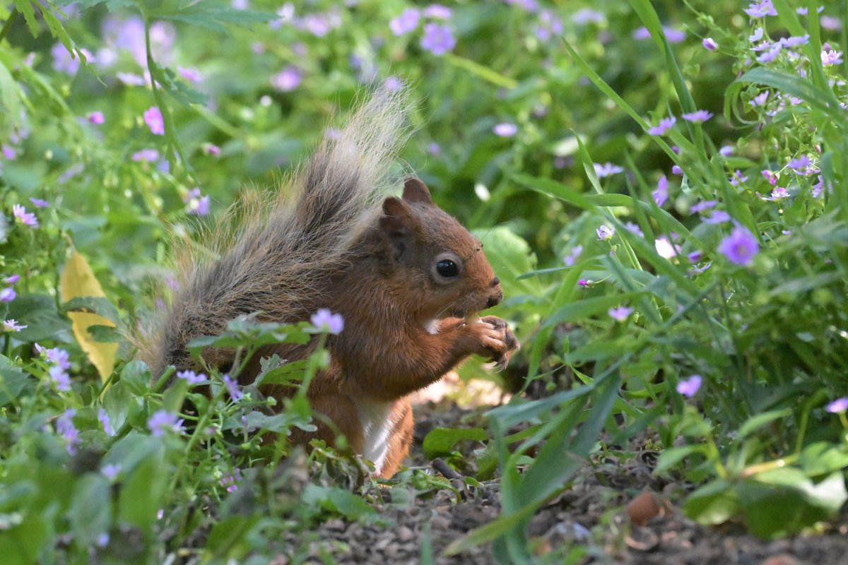 markhows's tweet image. Always a delight to see Red Squirrels when I visit Scotland