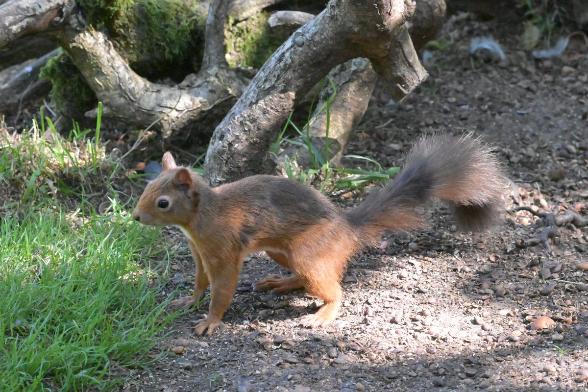 markhows's tweet image. Always a delight to see Red Squirrels when I visit Scotland