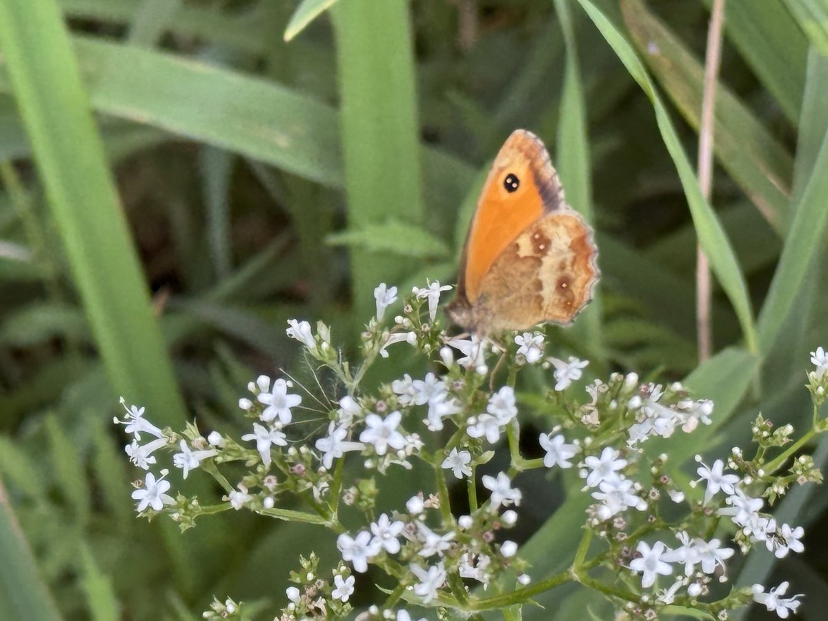 Dr Phil Walters tweet media