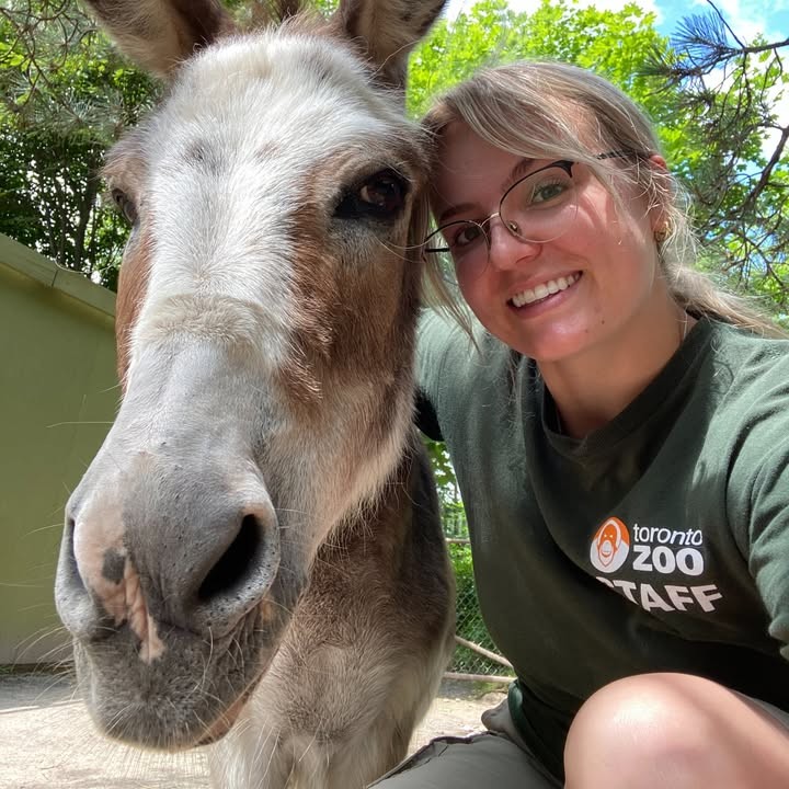 TheTorontoZoo's tweet image. Ever wonder what it's like to be a Toronto Zoo Keeper? 👀
We’re happy to announce that our Keeper-For-A-Day program is back and welcoming participants! 📋
Discover more at torontozoo.com/keeperforaday