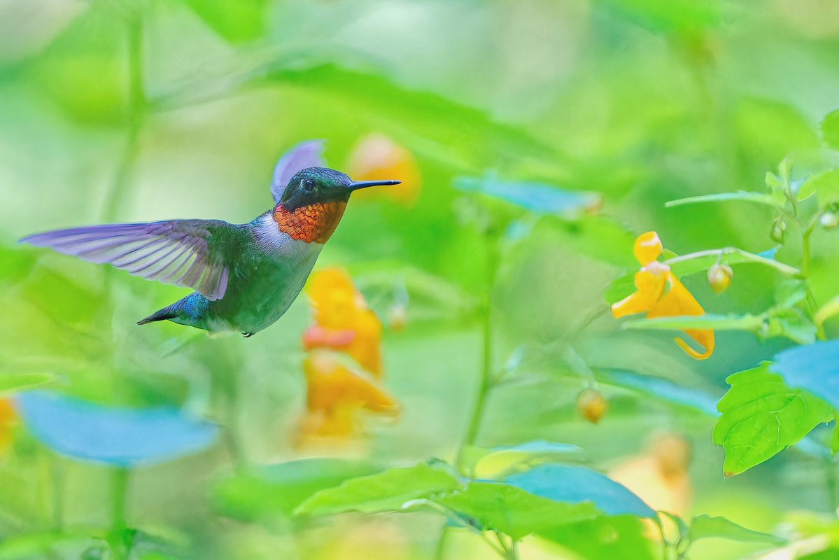 Ruby-throated Hummingbird(Archilochus colubris)at the  ‘Seep’in Central Park again,Sunday(13july25). The only hummingbird species that breeds east of the Mississippi;males have emerald backs and ruby-red throats. Barely 3 inches long, about the size of a ping pong ball.#birdcpp