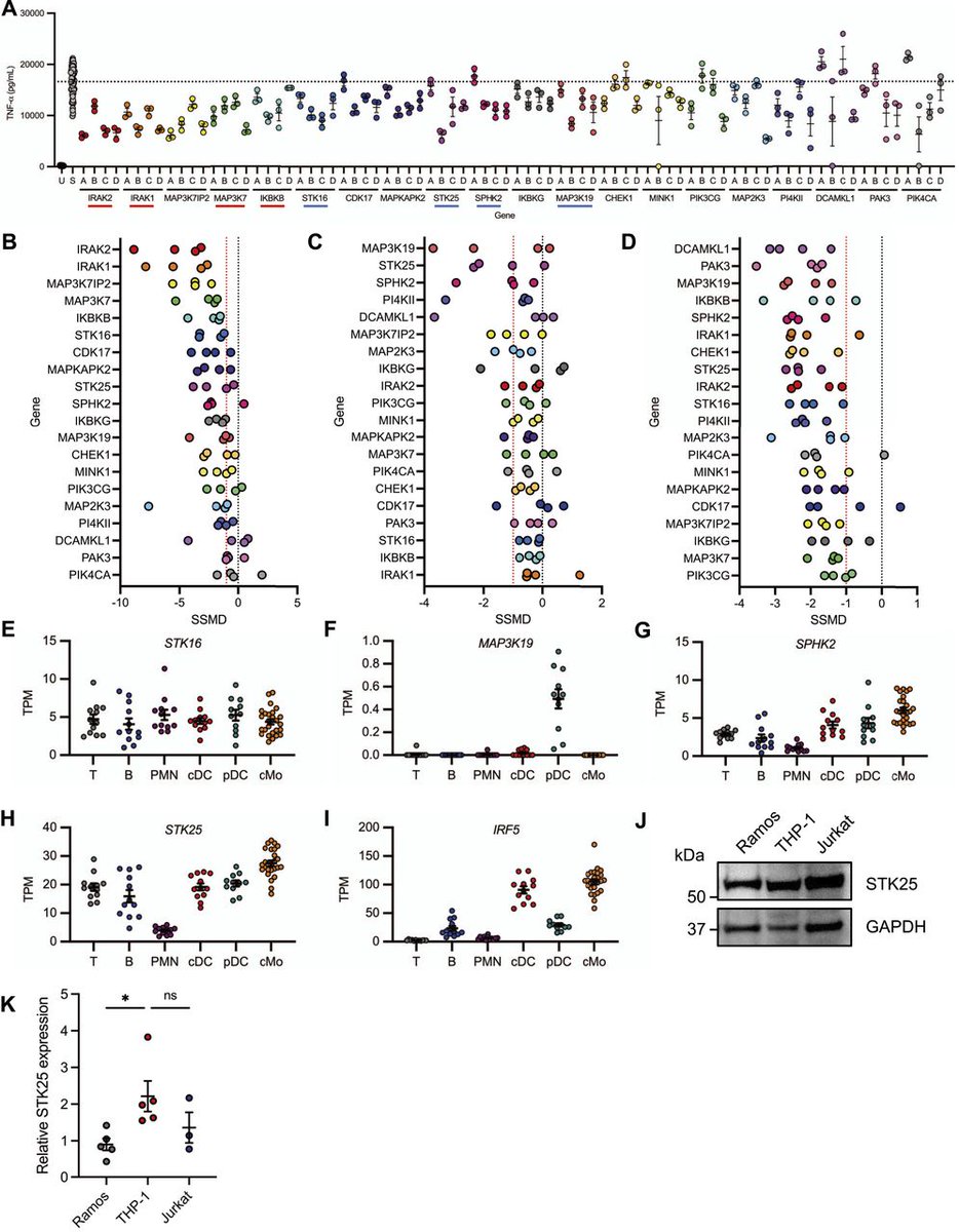 LSAjournal's tweet image. The transcription factor IRF5 functions as a master regulator of innate and adaptive immunity and the STK25 kinase was identified as a new modulator of TLR-induced IRF5 transcriptional activity. life-science-alliance.org/content/8/9/e2…