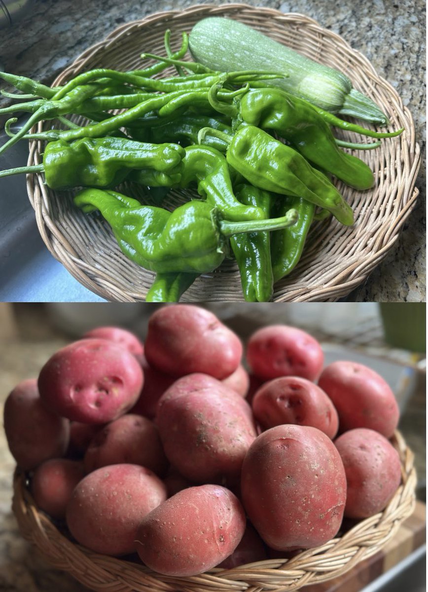 Harvest from my garden😎