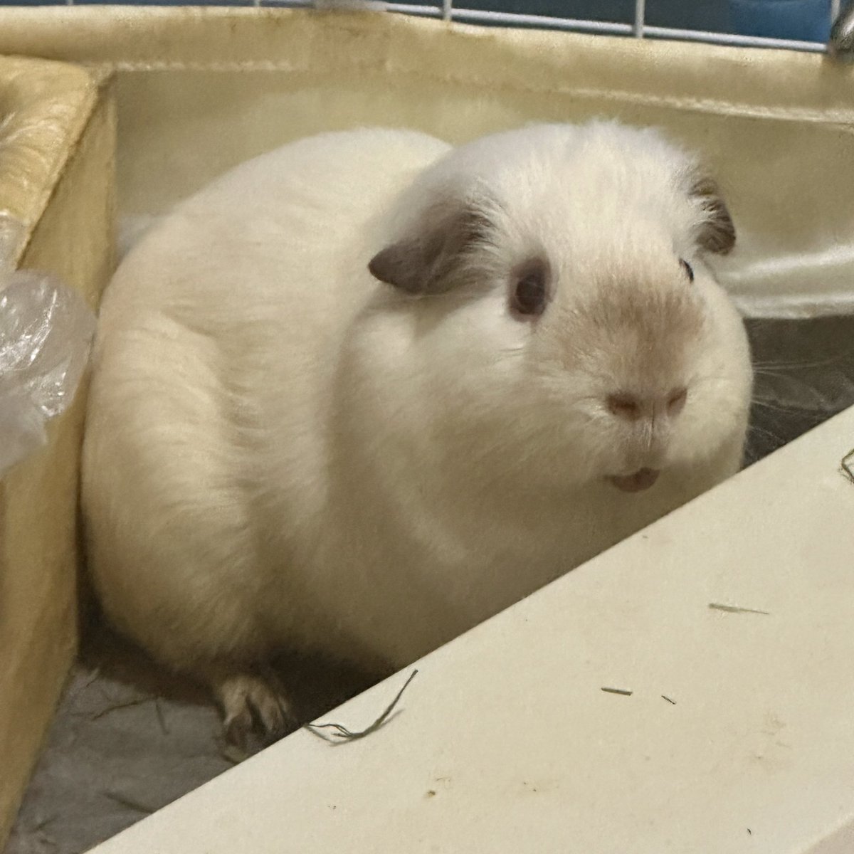 ㅁㅉㅇㅈㅁ tweet media