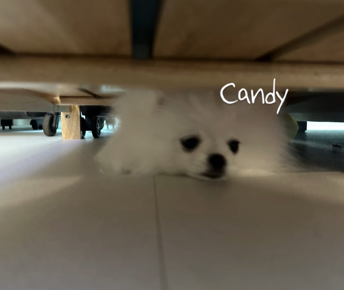 so this is candy… the white pomeranian dog junghwan gave to his mom to keep her company 🥹🤍