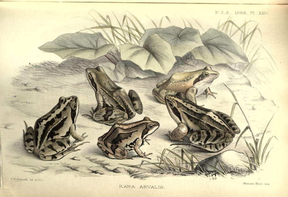 ZSLLibrary's tweet image. #Artist Frederick William Frohawk was born #OTD in 1861. He provided many illustrations for ZSL's scientific publication "Proceedings of the Zoological Society". These frogs accompany a paper "Remarks on specimens of Rana arvalis exhibited in the Society's menagerie".