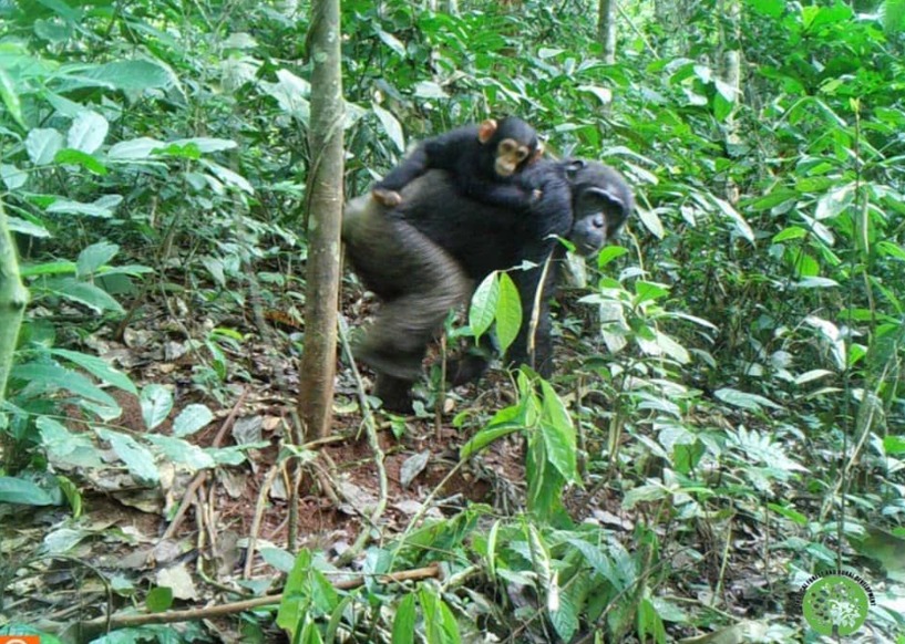 ALLIANCE GSAC tweet media