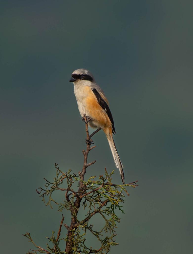 Caught this peaceful moment of a Long-tailed Shrike sitting on the top bare branches in Birote (Outer Himalayas), July 2025, around 3,500 feet elevation.
#birdphotography #wildlife #biodiversity #Himalayas