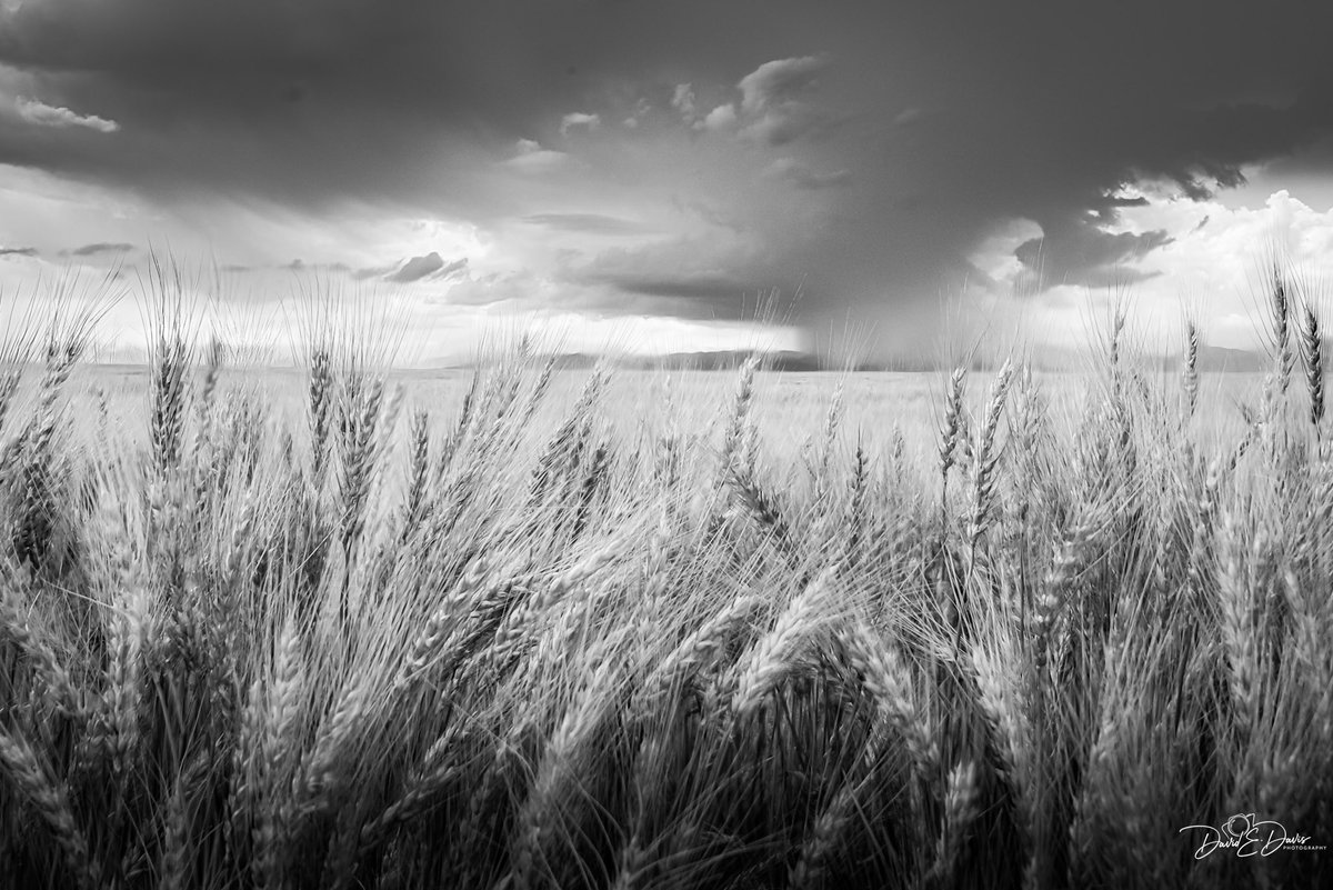 BigSkyCaptures's tweet image. Good morning from northern Colorado! ☕️☀️
How about celebrating Moody Monday and Monochrome Monday together?