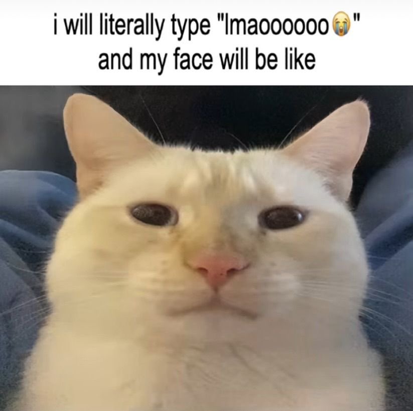 cats being cats (@catsbeiingcats) on Twitter photo 