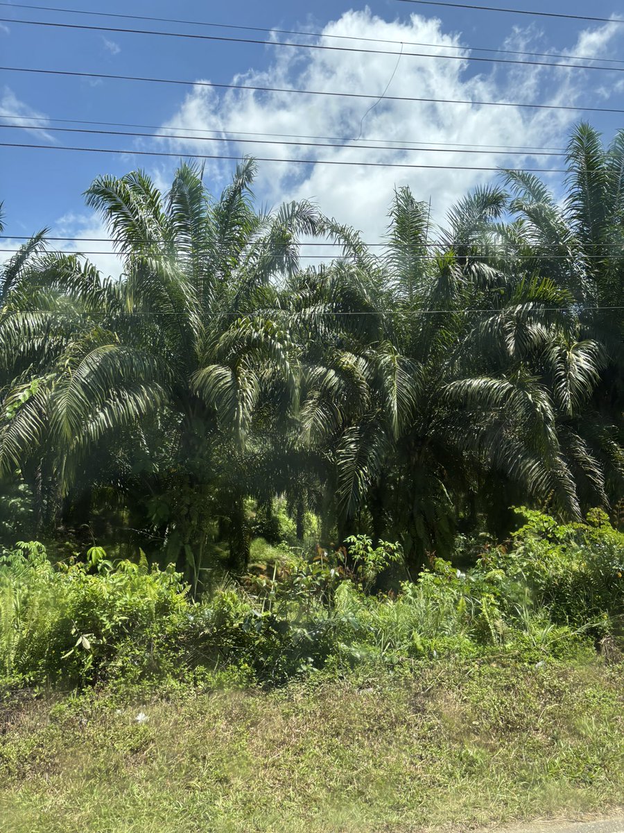 Today we drove from Kota Kinabalu to Kopel in Eastern Borneo with <a href="/TAExpeditions/">True Adventure</a> 🇲🇾 On our drive we got to see stunning rainforest landscapes along with evidence of deforestation and extensive palm oil plantations 🌴 <a href="/RGS_News/">RGS News</a> #RGSBorneo25