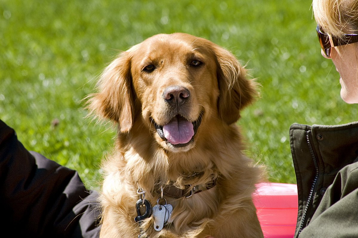 Leash up and head out. 🌳🐕
Old Westbury Gardens is going to the dogs — and you’re invited. Summer Dog Weekend → this Saturday &amp; Sunday July 19-20th. Included with admission. bit.ly/43fR8xh #dogs #longisland #dogfriendly #dogdays #oldwestburygardens #thisweekend