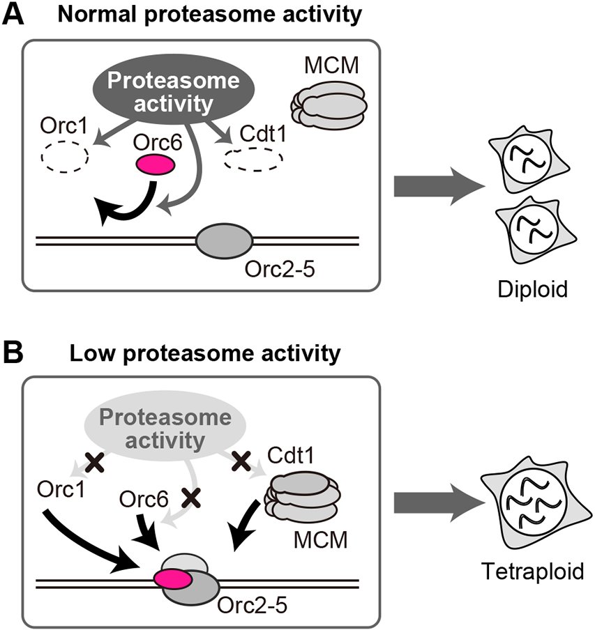 J Cell Science (@j_cell_sci) on Twitter photo Yoko Hayashi-Takanaka, Yasushi Hiraoka <a href="/HiraokaYasushi/">はじめまして 平岡です</a> and colleagues <a href="/FBSpr/">大阪大学大学院生命機能研究科</a> find that proteasome-dependent Orc6 removal from chromatin upon S-phase entry safeguards against minichromosome maintenance complex reloading and tetraploidy.
journals.biologists.com/jcs/article/13… Yoko Hayashi-Takanaka, Yasushi Hiraoka <a href="/HiraokaYasushi/">はじめまして 平岡です</a> and colleagues <a href="/FBSpr/">大阪大学大学院生命機能研究科</a> find that proteasome-dependent Orc6 removal from chromatin upon S-phase entry safeguards against minichromosome maintenance complex reloading and tetraploidy.
journals.biologists.com/jcs/article/13…