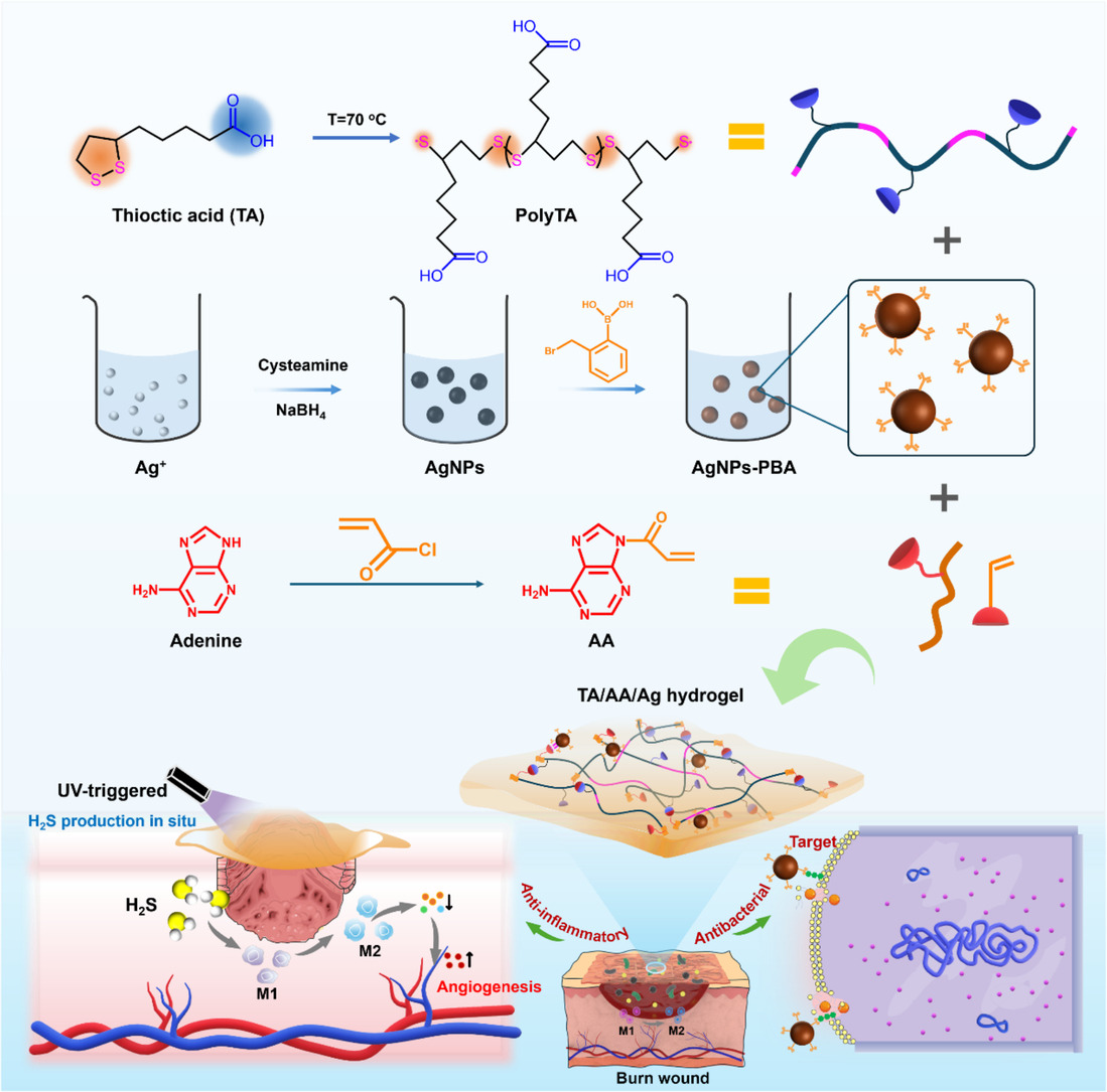 JCRnEDITORS's tweet image. Poly(thioctic acid)-based supramolecular hydrogels with UV-triggered on-demand H2S release for burn wound healing.
| Baolin Guo @XJTU_China |
[50 days' free access]
#hydrogel #supramolecule #WoundHealing
kwnsfk27.r.eu-west-1.awstrack.me/L0/https:%2F%2…