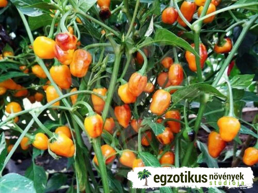 novenyek's tweet photo. Különleges növények   az Egzotikus Növények Stúdiójától - Aranyrög chili   https://t.co/RznqYiRWG8 #egzotikus, #különleges, #növények, #mag,   #vetőmag, #paprika, #csípős https://t.co/8xICeuYZPC