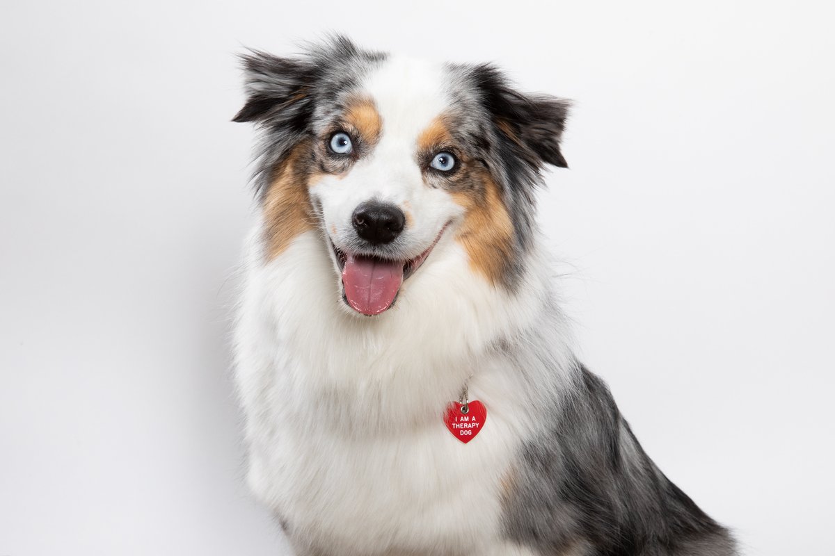DENAirport's tweet photo. Whoever said diamonds are a girl's best friend has never owned a dog! 🐕 > 💎

Concourse A
Tango 9-11 a.m.
Maverick 11 a.m.-1 p.m.

Main Terminal
Leo 10 a.m.-12 p.m.
Gracie 10 a.m.-12 p.m.
Meadow 10 a.m.-12 p.m.

Concourse B
Daphne 10:45 a.m.-12:45 p.m. https://t.co/mufNBV6YVH