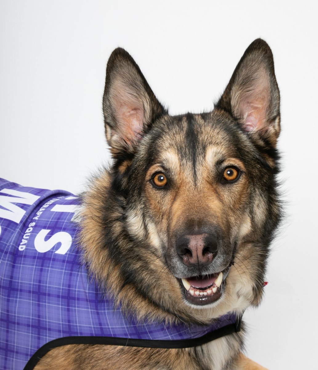 DENAirport's tweet photo. Whoever said diamonds are a girl's best friend has never owned a dog! 🐕 > 💎

Concourse A
Tango 9-11 a.m.
Maverick 11 a.m.-1 p.m.

Main Terminal
Leo 10 a.m.-12 p.m.
Gracie 10 a.m.-12 p.m.
Meadow 10 a.m.-12 p.m.

Concourse B
Daphne 10:45 a.m.-12:45 p.m. https://t.co/mufNBV6YVH