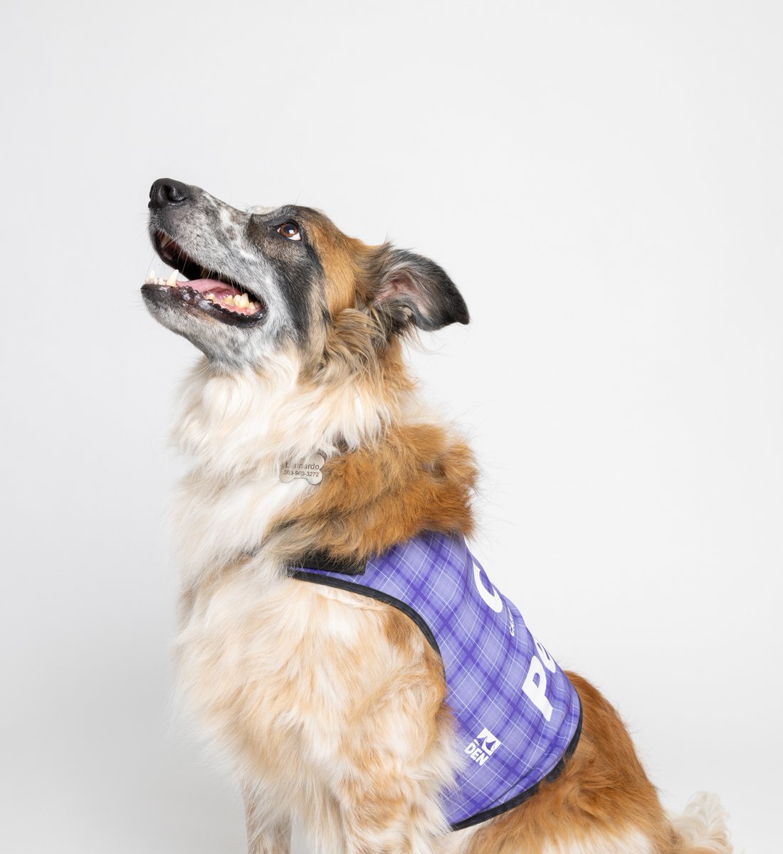 DENAirport's tweet photo. Whoever said diamonds are a girl's best friend has never owned a dog! 🐕 > 💎

Concourse A
Tango 9-11 a.m.
Maverick 11 a.m.-1 p.m.

Main Terminal
Leo 10 a.m.-12 p.m.
Gracie 10 a.m.-12 p.m.
Meadow 10 a.m.-12 p.m.

Concourse B
Daphne 10:45 a.m.-12:45 p.m. https://t.co/mufNBV6YVH