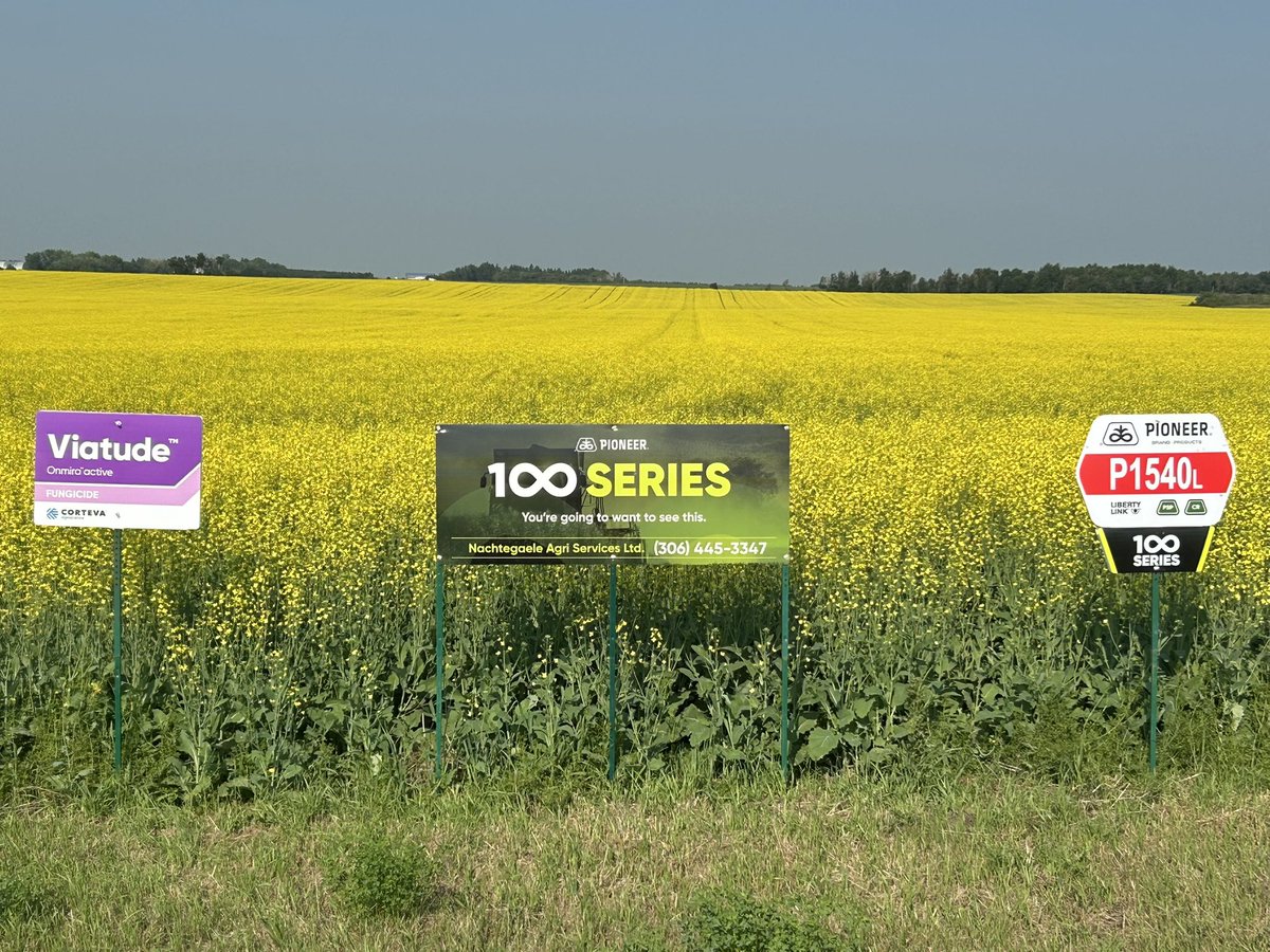 PioneerSeedsCA's tweet photo. P1540L coming in fast &amp; furious and looking beautiful! 🤩 

#Pioneer100Series #EvolutionofCanola #SuperiorYield #MeaningfullyDifferent https://t.co/IUXq48AzIE