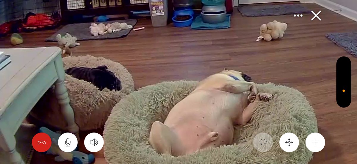 UnhipsterThe's tweet image. Checking in on my pugs on the ring camera and I think Edgar has started an onlyfans. #pugs