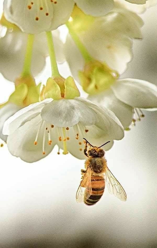 #Infpeace #LeoRespira                         #PremRawat #Respira #peaceispossible                      bit.ly/3Ea8Jgd