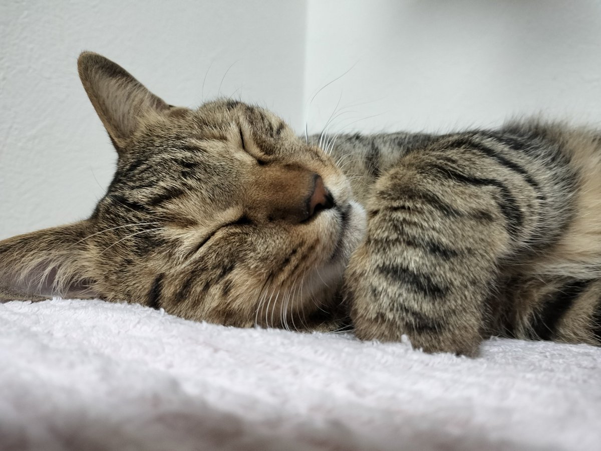 star_trip's tweet image. おやすみ