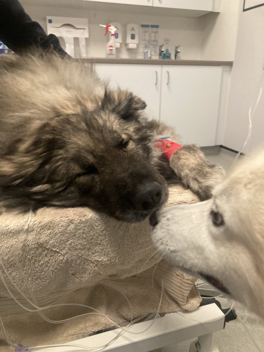 Allie Renison tweet media