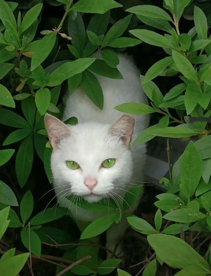 #Infpeace #LeoRespira                         #PremRawat #Respira #peaceispossible                      bit.ly/3Ea8Jgd