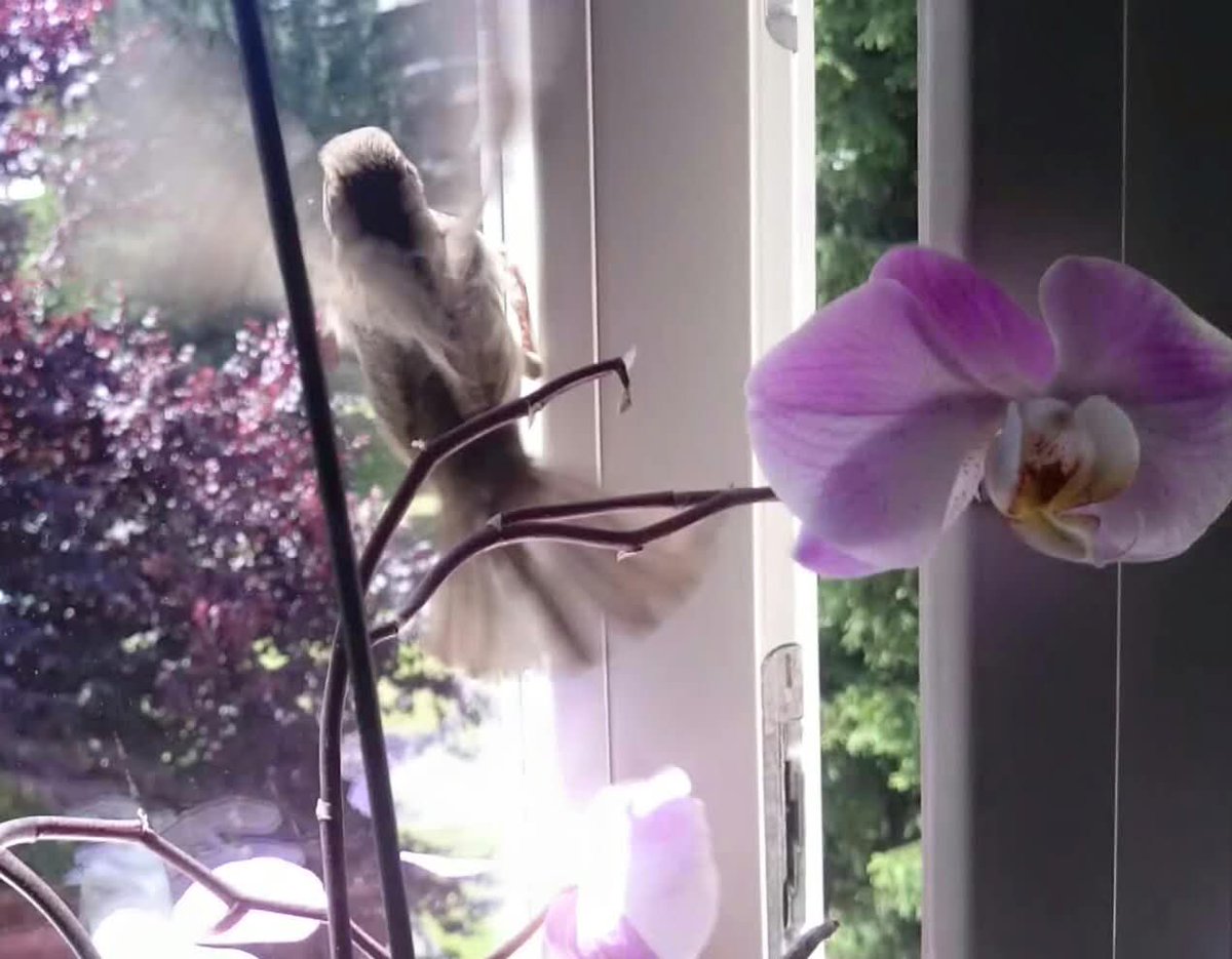 "Doğanın dansçıları:Kolibri türü kuş ve orkide!  #Doğa #Kolibri #orkide #AmatörÇekim" by bişr
Eve konuk gelen kuşun tekrar özgürlüğe uçuşu pencereden.