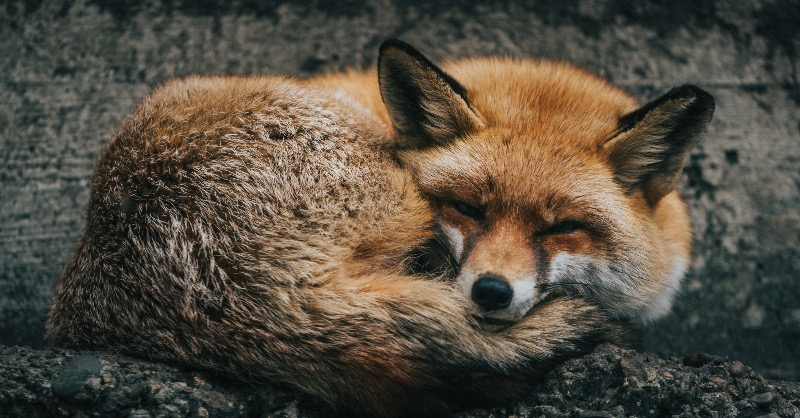 These magnificent animals deserve to live in peace, not to be hunted down, terrified by hounds, and torn apart.

Share this if you think hunting is barbaric and must end!
