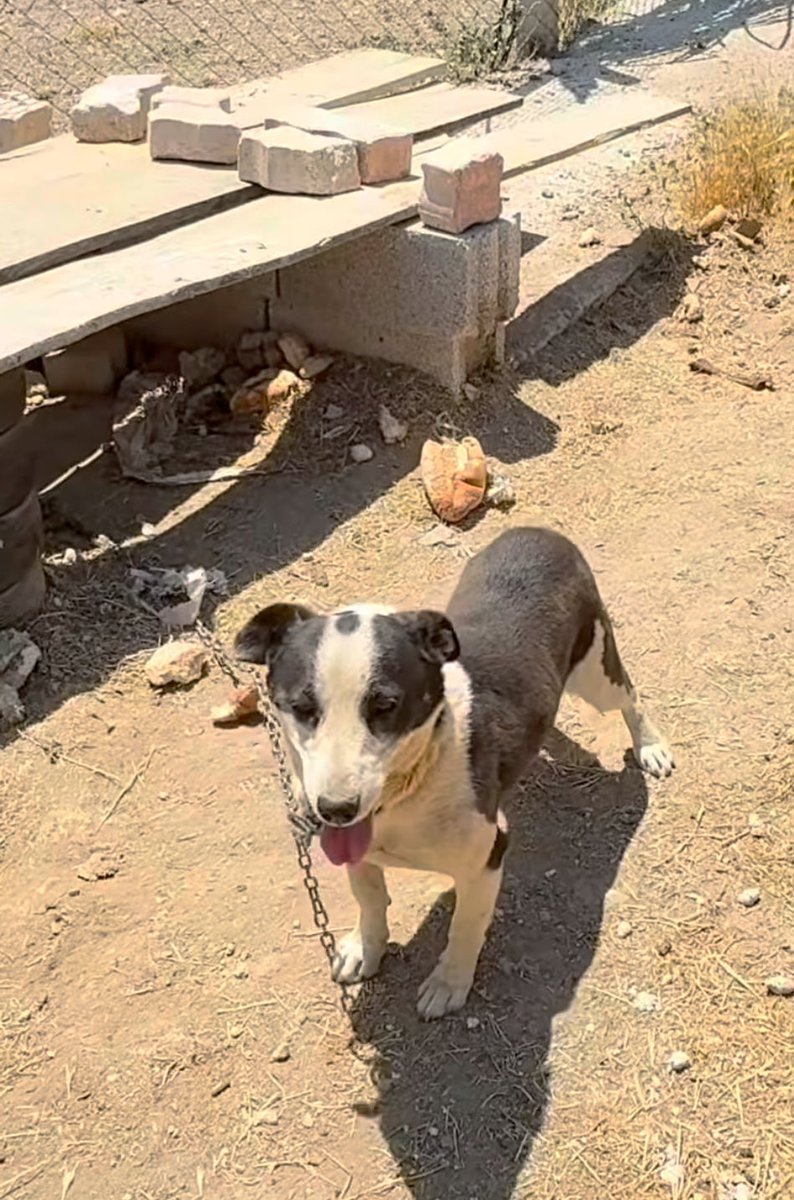 Görüntüler yine Konya'dan. Sanırım ölen köpek bir sebepten ötürü zincire dolanmış, kurtulmaya çalışmış, kulübesi bile yıkılmış, kurtulamamış, ölmüş. İhbarı alan kişi olay yerine gittiğinde ölü köpek orada değilmiş, diğeri oradaymış, almış. Bir Konya klasiği olarak ekmek dolu her