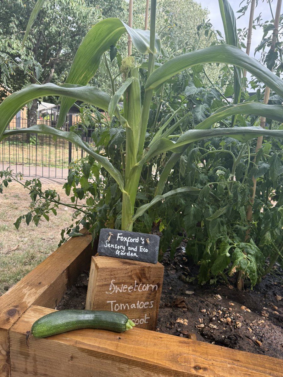Our first courgette from the SEND Sensory Garden