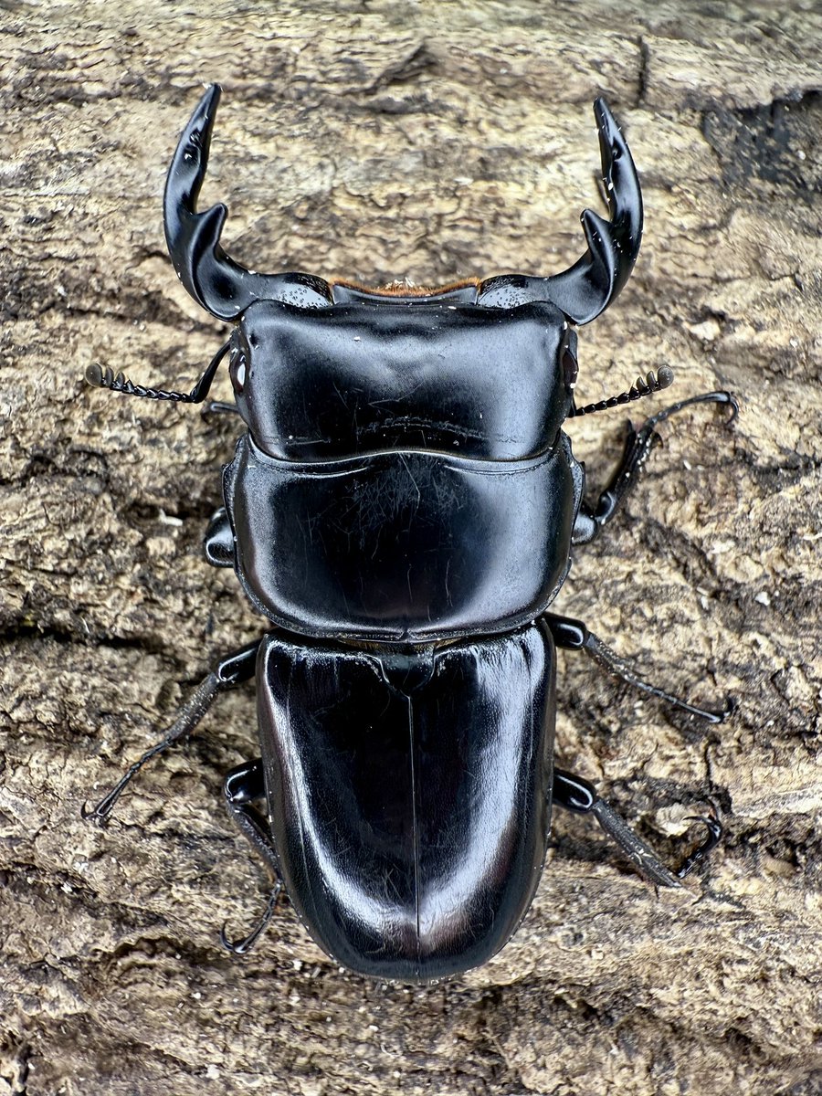 ベトナム便 ヤクシャオオクワガタ イェンバイ 大型が多い ビークワ最新