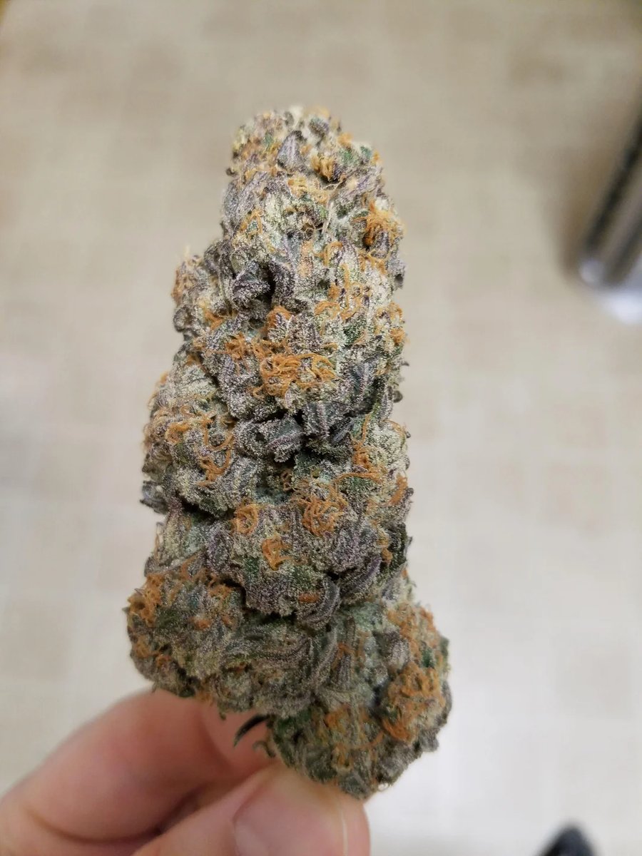 SeedsmanSeeds's tweet image. ✨ You’re looking at the lucky bud ✨
Share to grow buds like this...
📸TheDerpfectionist