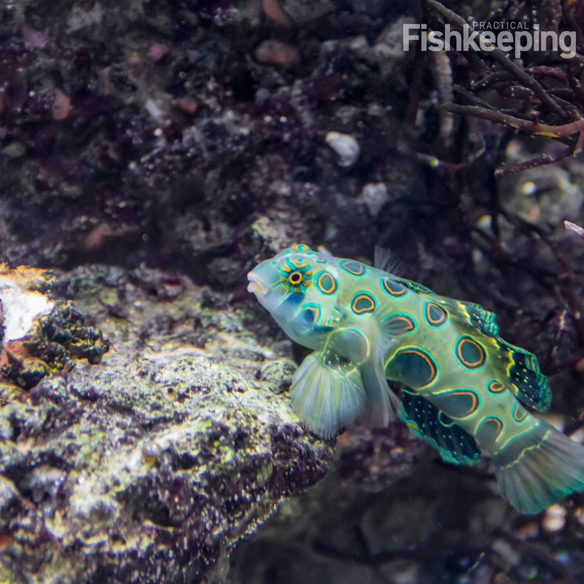 Mandarins are one of the most beautiful, and colourful fish in the hobby. But did you know it is possible to breed them in captivity? Aquacultured mandarins have a higher chance of success.

Read more about keeping and breeding mandarins here: practical.fish/mandarindragon…