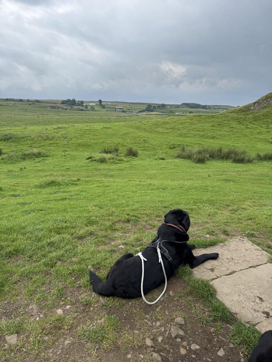 olive_blacklab's tweet image. Been to check out Hadrians Wall between heavy showers great sniffs ancient and modern 🤣