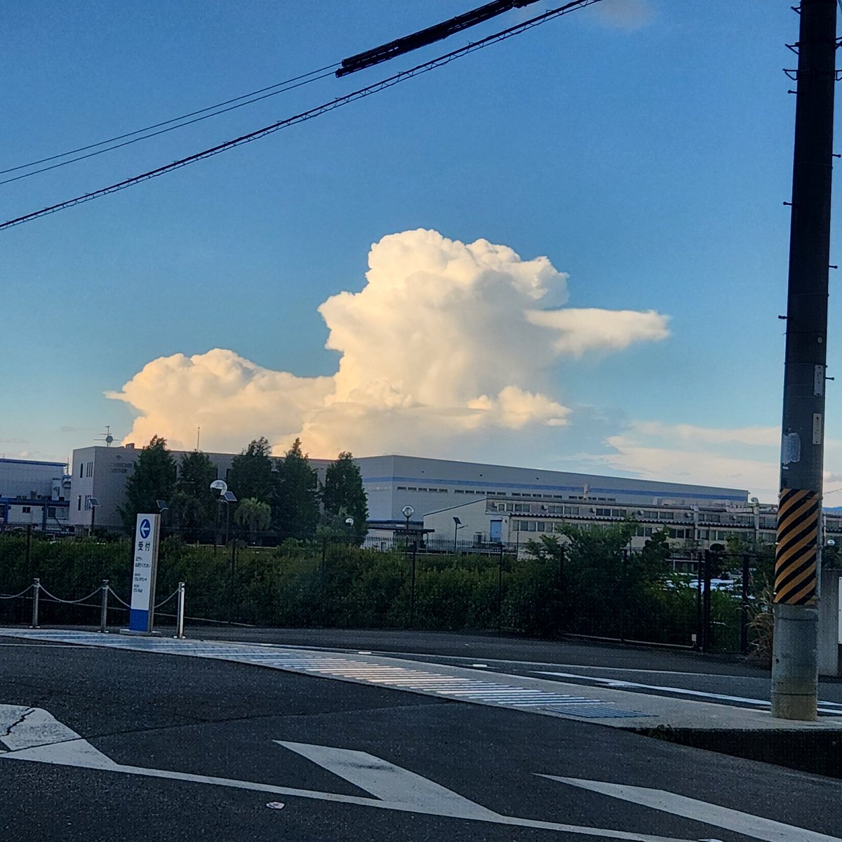 hamsterparent's tweet photo. 右向きのアヒル！ https://t.co/JL1gOjDQa0