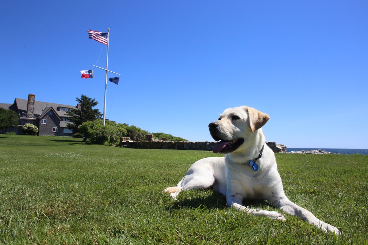 Bush41Library's tweet image. Happy 9th Birthday Sully! Sully served President Bush tirelessly, and we appreciate his work with disabled veterans.
Photo Credit: @americasvetdogs
#bush41 #bush41library #bush41museum