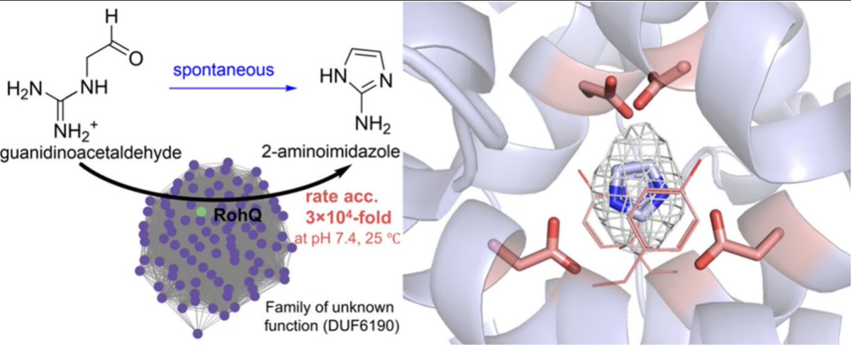 EnzymeChemistry's tweet image. Structure and Mechanism of the Azomycin #BiosyntheticEnzyme RohQ That Catalyzes a Spontaneous Cyclodehydration by Zi-Wang Wei, Phillip Daniel-Ivad, Li Zhang, and Katherine S. Ryan at @UBCChem in @J_A_C_S pubs.acs.org/doi/10.1021/ja…