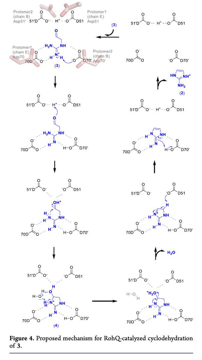 EnzymeChemistry's tweet image. Structure and Mechanism of the Azomycin #BiosyntheticEnzyme RohQ That Catalyzes a Spontaneous Cyclodehydration by Zi-Wang Wei, Phillip Daniel-Ivad, Li Zhang, and Katherine S. Ryan at @UBCChem in @J_A_C_S pubs.acs.org/doi/10.1021/ja…