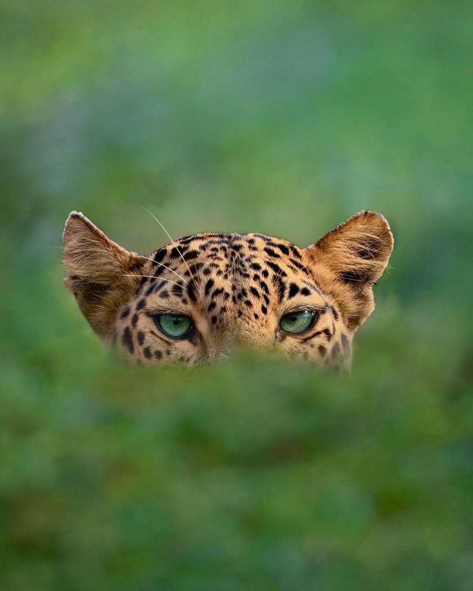 It's all in the eyes. What a beautiful leopard. Credit to @mithunhphotography