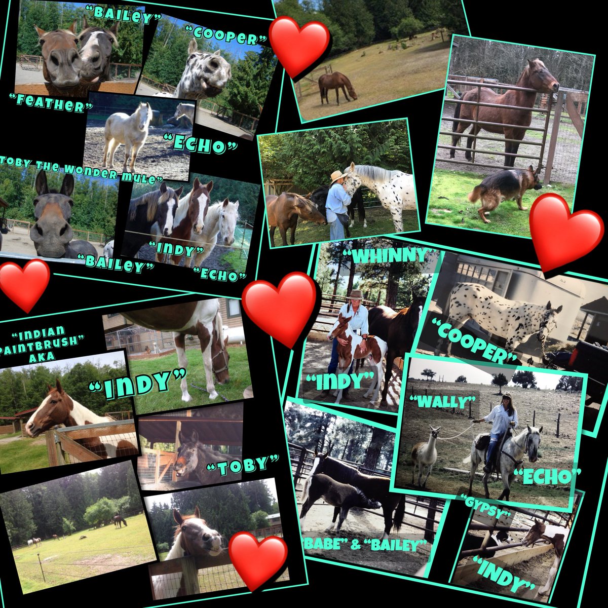 WhidbeyGypsy's tweet image. #PostAFavPic4VioletJul25
Day 14: IF I LIVED ON A FARM
We do!
Mom moved to the island 23 years ago with 18 companions.
#FiveHorses
#TobyTheWonderMule
#ThreeAussies
#SevenCats
#TwoCockatiels
Many more came and left over the years. Now it’s just us on the land!
❤️Zip, Zoë & Mom