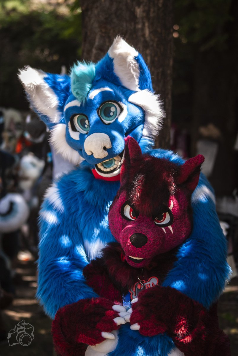 MarMar Hoosk 🔜 FWA, CFZ (@marmarhusky) on Twitter photo She looks vicious but luckily she's tiny so there's no danger 😋
🐺: <a href="/Fire_Alpha_Wolf/">🔞🔥Argo Fire Alpha Wolf🔥🔞 🔜 ConFuzzled 2025</a>
📸: <a href="/akkiefloofie/">Akkie ₍ₑₘᵣₑₑ₎</a> She looks vicious but luckily she's tiny so there's no danger 😋
🐺: <a href="/Fire_Alpha_Wolf/">🔞🔥Argo Fire Alpha Wolf🔥🔞 🔜 ConFuzzled 2025</a>
📸: <a href="/akkiefloofie/">Akkie ₍ₑₘᵣₑₑ₎</a>