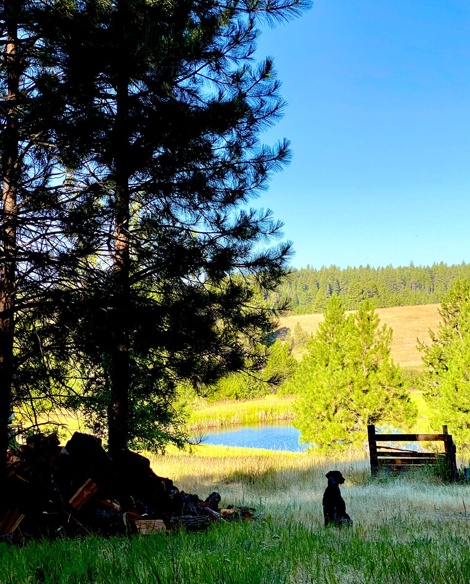 bgdesign's tweet image. Good morning on the farm. Have a great start of the week. Stay cool. Namaste.