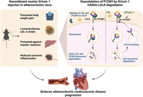 davidasinclair's tweet image. NEW STUDY: SIRT1, the NAD-dependent longevity enzyme, is normally found in the cell&apos;s nucleus. Circulating SIRT1 modifies PCSK9 to promote LDL cholesterol uptake into the liver &amp;amp; reduce plaque in mice. Consistent with this, people with high levels of circulating SIRT1 have fewer…