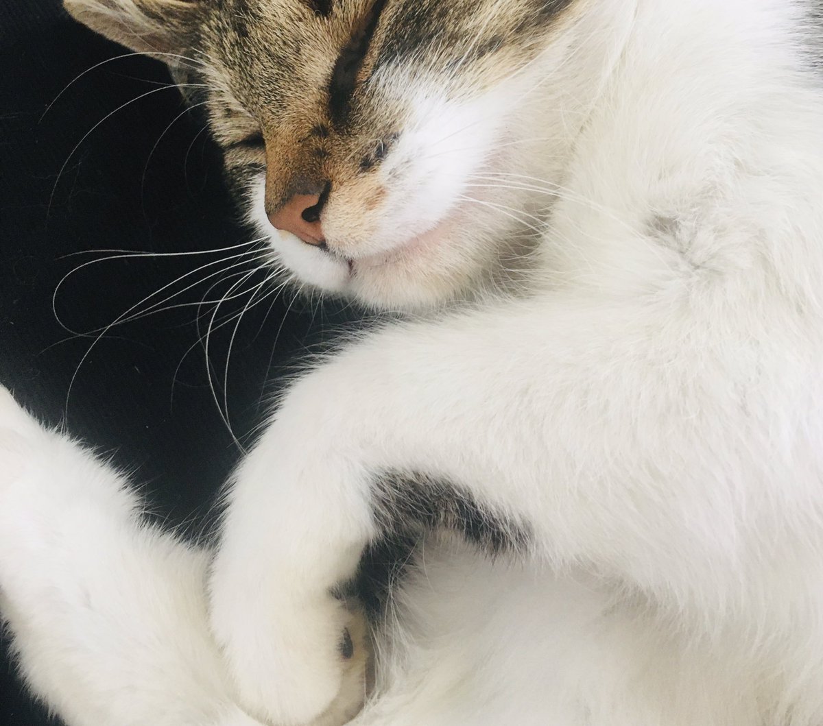 BirgitMoser4's tweet image. Kati.

Es geht auch ohne Eierlikör!😹