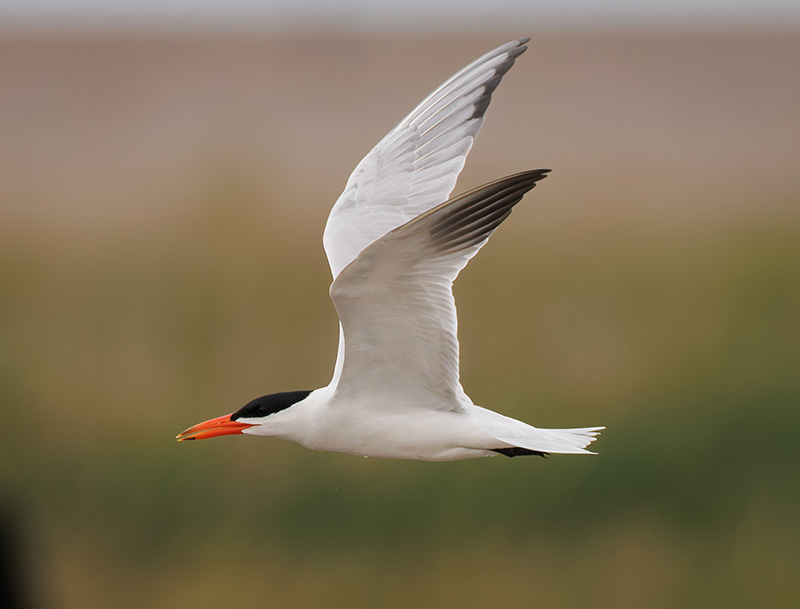 Weekly birding round-up: 4 - 10 Jul

Jon Dunn brings you his weekly birding roundup, looking back at the best birds from around Britain, Ireland and the Western Palearctic headlined by a Greater Sand Plover.

Read it here rarebirdalert.co.uk/v2/Content/Wee…