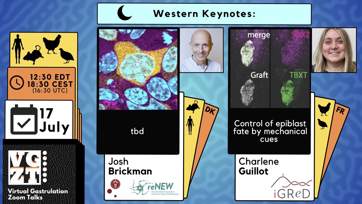 Virtual Gastrulation Zoom Talks (@vgzt2020_21) on Twitter photo The VGZT 🌟Season 6 Finale for *Western* Session🌟is on July 17th!
Our speakers are:
👉 <a href="/josh_brickman/">Josh Brickman</a> 🐁🧍🏻♂️
👉<a href="/Charln_RGuillot/">Charlène Ryan-Guillot</a> 🐔🐦
“Control of epiblast fate by mechanical cues”
Sadly, we come to an end and thank you everyone for this fantastic season! The VGZT 🌟Season 6 Finale for *Western* Session🌟is on July 17th!
Our speakers are:
👉 <a href="/josh_brickman/">Josh Brickman</a> 🐁🧍🏻♂️
👉<a href="/Charln_RGuillot/">Charlène Ryan-Guillot</a> 🐔🐦
“Control of epiblast fate by mechanical cues”
Sadly, we come to an end and thank you everyone for this fantastic season!