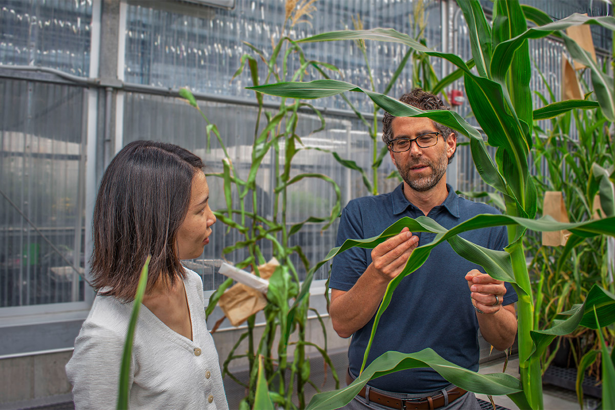 DanforthCenter's tweet image. Spearhead Bio, a Danforth Technology Company startup, has received a grant from @NSF that will allow them to fast-track their breakthrough genome engineering technology to develop corn varieties equipped for ag’s biggest challenges. Read more: loom.ly/zHfitlo